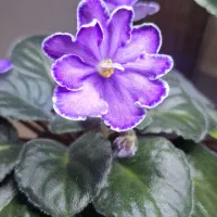 گل گیاه طبیعی