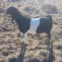 بز های ماده پاکستانی اصل