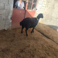 غزل افشار|حیوانات مزرعه|صحنه, |دیوار