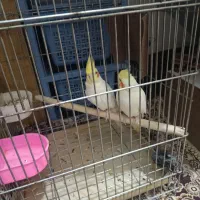 عروس هلندی مولد