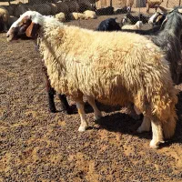 قوچ سنجابی|حیوانات مزرعه|اسلامآباد غرب, |دیوار