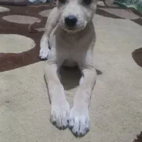 توله شکاری میکس