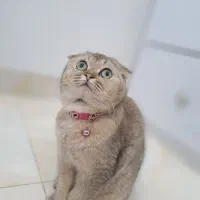 اسکاتیش