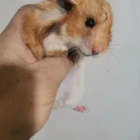 همستر نژاد سوری|موش و خرگوش|بابل, |دیوار