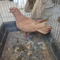 زردکرمونی هفرنک کله سفید