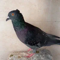 کبوترپولک
