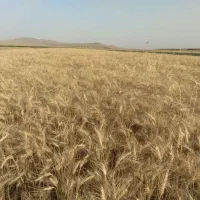 کاه گندم.کمباین کاهکوب