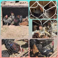 ۱۸عددخروس جوان