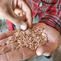 ۱۰ تن جو محلی دیم وگندم سرداری واذر۲ بوجاری شده|عمدهفروشی|کنگاور, |دیوار