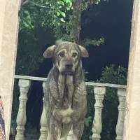 پژدر عراقی