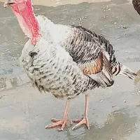 بوقلمون نر بزرگ