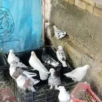 پرشی و یاهو