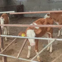 گوساله سیمینتال ماده
