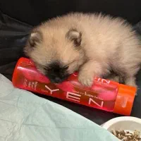 فروش سگ پامرانین|سگ|گلستان (تهران), |دیوار