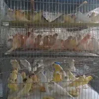 قناری موزاییکی پنج عدد