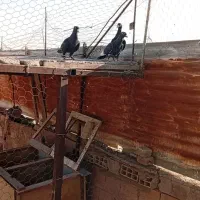 کفتر|پرنده|رفسنجان, |دیوار