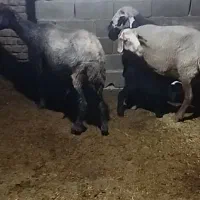 فروش ۳ راس گوسفند بره دار با بره های هترو همه نر