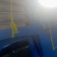 فروش طبق زنبور امریکایی|حیوانات مزرعه|کوراییم, |دیوار