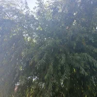 یونجه