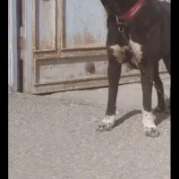 سگ ۵ تا ۸ ماهه خریدارم