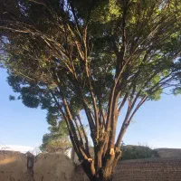 خرید انواع چوب