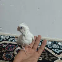 عروس هلندی کاملا دستی|پرنده|گلبهار, شهر جدید گلبهار|دیوار