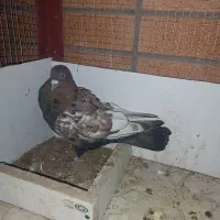 سیندار