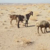 بز اصیل|حیوانات مزرعه|تربت جام, میان جام|دیوار