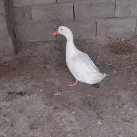 اردک
