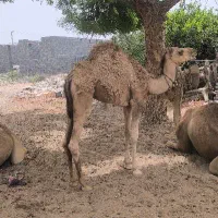 شتر نر