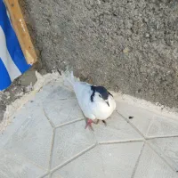 کبوتر نر ماده