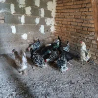 تخم مرغ‌ گلین