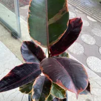 گل و گیاه آپارتمانی فضای سبز