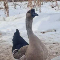 قوغاز نر اصل