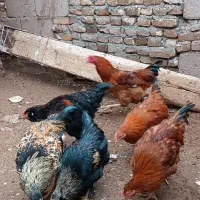 خروس|حیوانات مزرعه|سبزوار, باهنر|دیوار