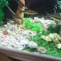 ماهی ردلاین خوش رنگ بالق|ماهی|شیراز, جوادیه|دیوار