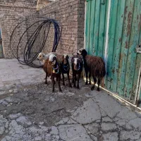 بره ماده افشار