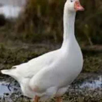 غاز و اردک روسی کشته و پرشده