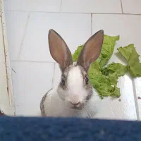 خرگوش|موش و خرگوش|فردوسیه, |دیوار