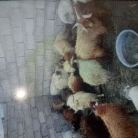 کره نر|حیوانات مزرعه|نرماشیر, |دیوار