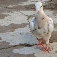 طوقی معاوضه دارم