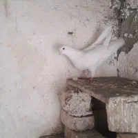 کبوتر ماده مهر