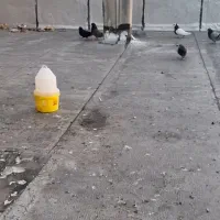 کلاغی پر عتیقه