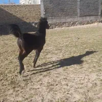 کره اصیل|اسب و تجهیزات اسب‌سواری|سردرود, |دیوار