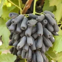 فروش نهال و مویز موندراپ