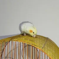 فروش عروس هلندی|پرنده|فولادشهر, C3|دیوار