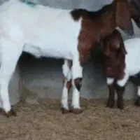 تعدادی بز اوست و بز زائیده