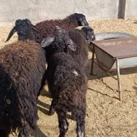 4راس بره نر تمیز سبک وزن|حیوانات مزرعه|کرج, شهرک شهرداری|دیوار