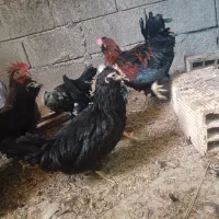 تعدادی نیمچه مرغ مینیاتوری و پاکوتاه|حیوانات مزرعه|برازجان, |دیوار