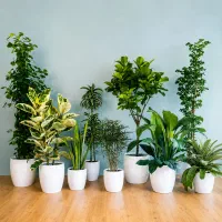 به‌ گلخانه خوش آمدید انواع گل های‌ آپارتمانی و...